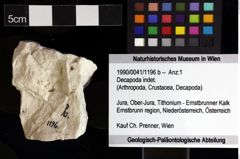 Foto (Objket + Etiketten) von Decapoda indet. 